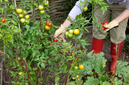 Good Reasons to Garden Image